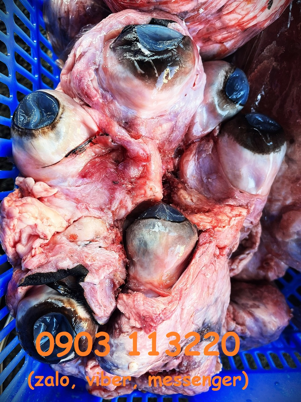 Giới thiệu sản phẩm mắt bò của công ty Thanh Bình Giới thiệu sản phẩm mắt bò của công ty Thanh Bình