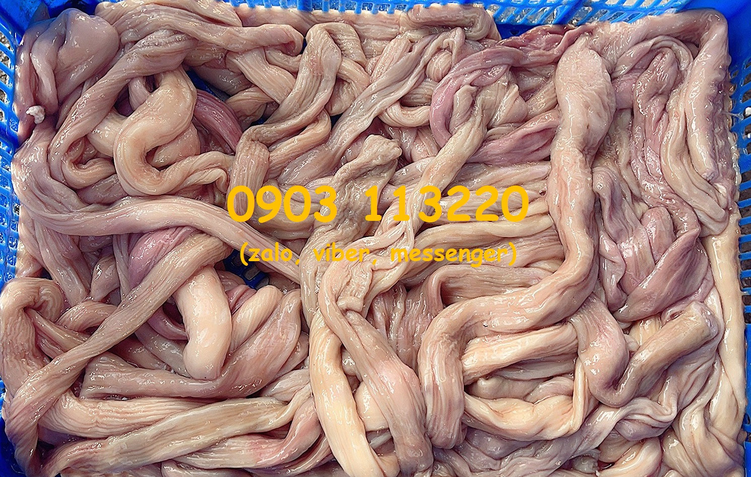 Giới thiệu sản phẩm ruột sống của công ty Thanh Bình Giới thiệu sản phẩm ruột sống của công ty Thanh Bình