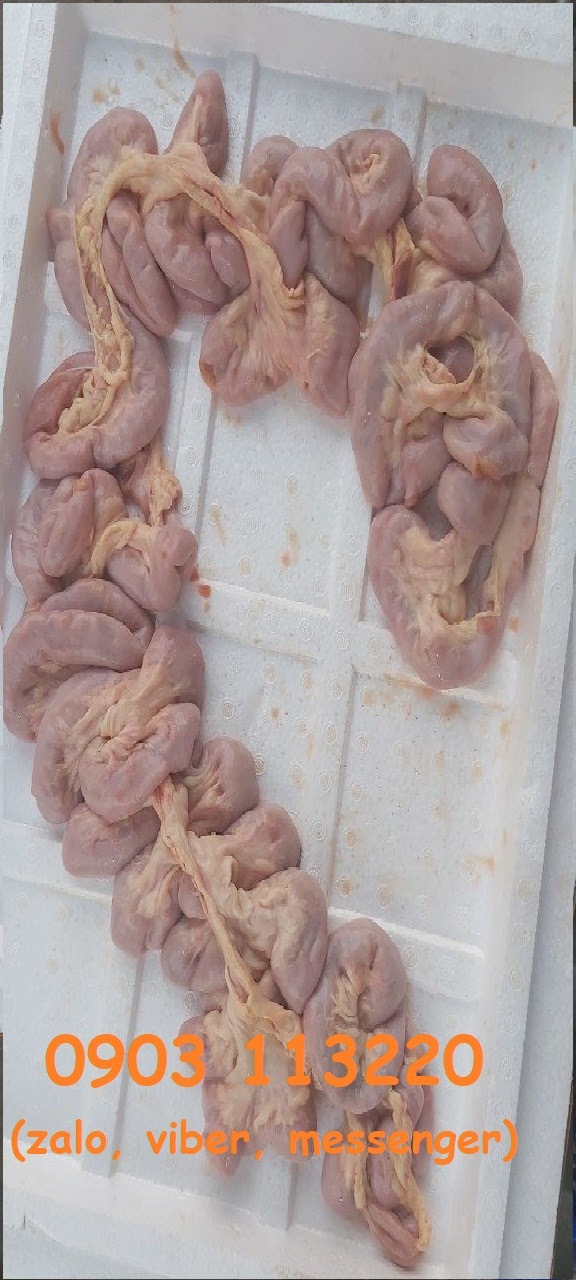 Lòng bò là nguyên liệu chế biến món ăn ngon và hấp dẫn Lòng bò là nguyên liệu chế biến món ăn ngon và hấp dẫn