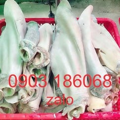 Tai bò