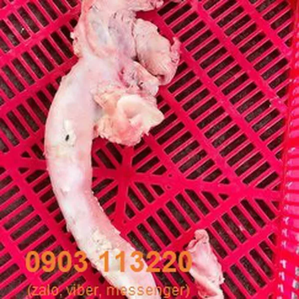 Cuống tim bò