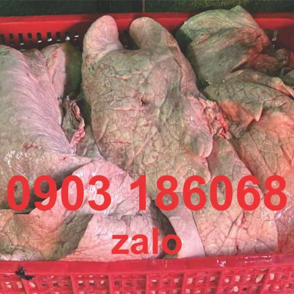 Phổi bò