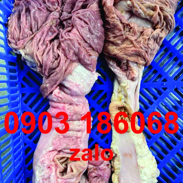 Trái khế bò-tươi