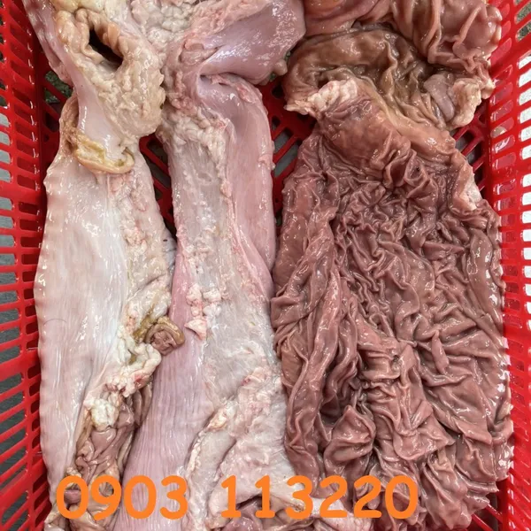 Trái khế bò-tươi