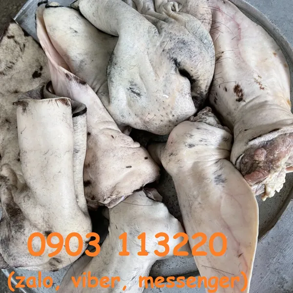 Tai mũi bò