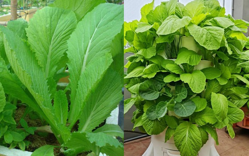 cơm hộp thái bình cơm hộp thái bình