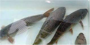 cá tươi vân tiến cá tươi vân tiến