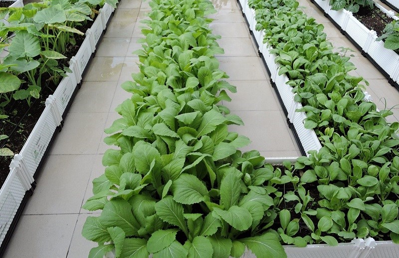 cơm hộp thái bình cơm hộp thái bình