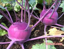 su hào tím vân tiến su hào tím vân tiến