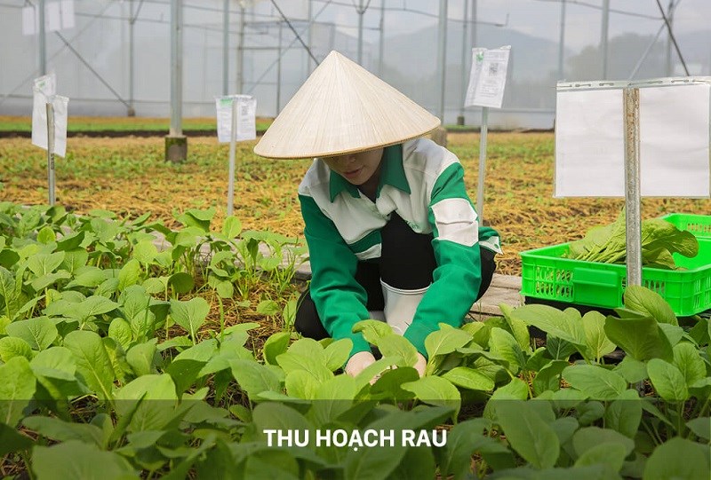 cơm hộp thái bình cơm hộp thái bình