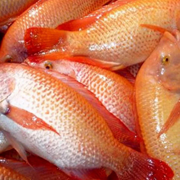 Cá tươi