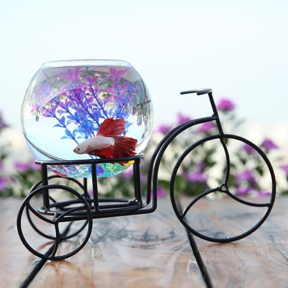 Mẫu bể cá mini để bàn làm việc