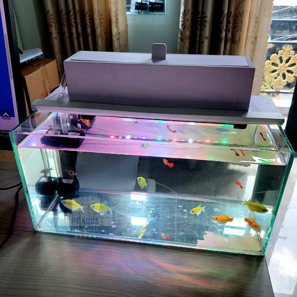 Bí kíp sử dụng bể cá mini phong thuỷ mệnh Thuỷ