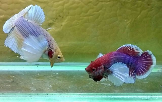 Dụng cụ ép cá Betta