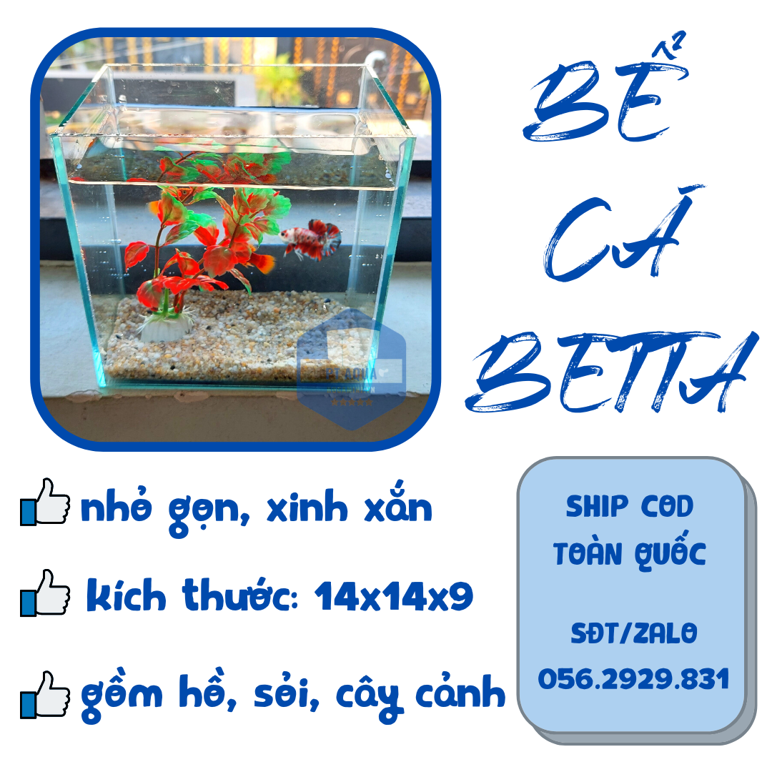 Địa chỉ mua bể cá mini HCM chính hãng, giá rẻ, nhiều ưu đãi