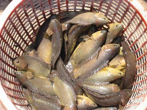 Kỹ thuật nuôi cá rô đồng đạt năng suất cao
