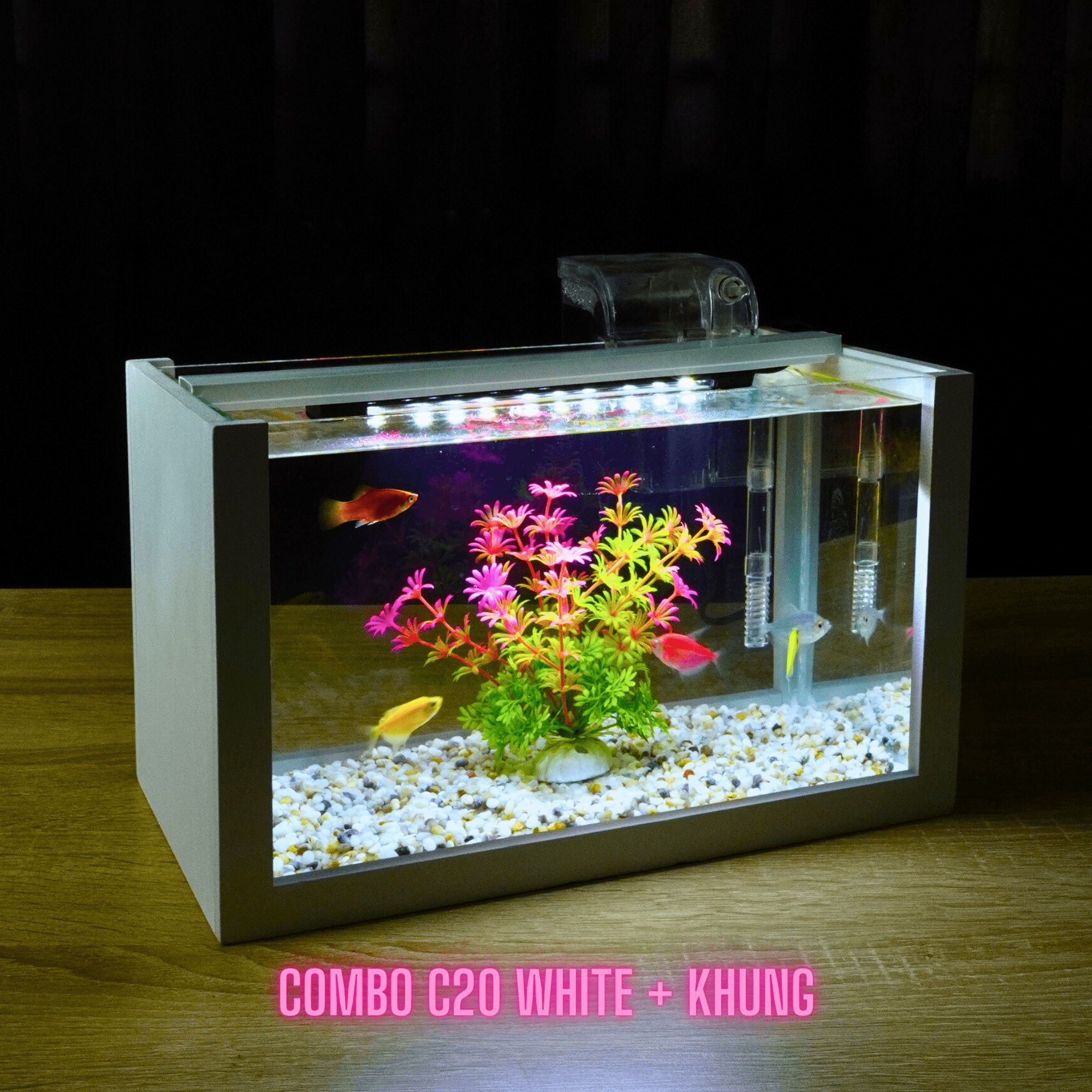 Nuôi cá cảnh có cần ánh sáng
