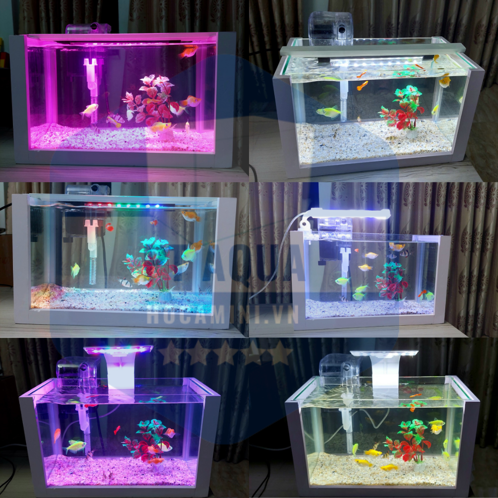 Bể cá mini phong thủy loại nào tốt