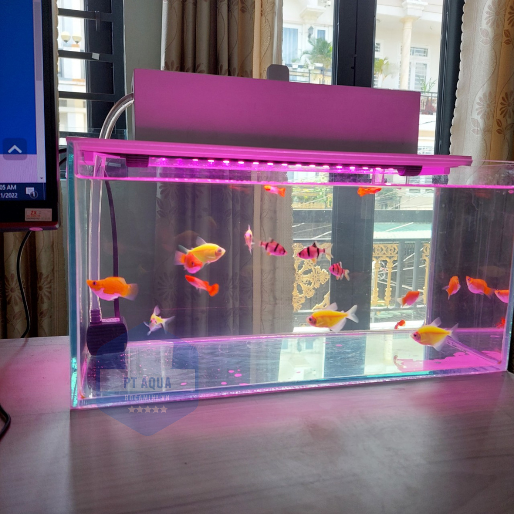 Mua hồ cá mini để bàn ở đâu đẹp, giá hợp lý?