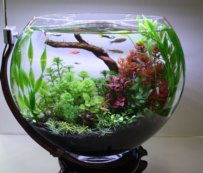 Bạn có biết bể cá mini nên nuôi cá gì phù hợp?