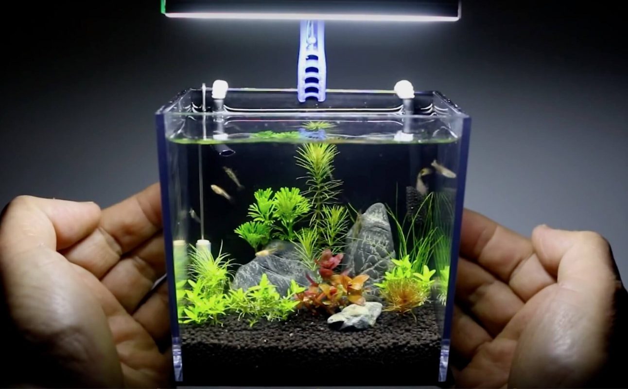 Cần lưu ý gì trước khi mua hồ cá mini?