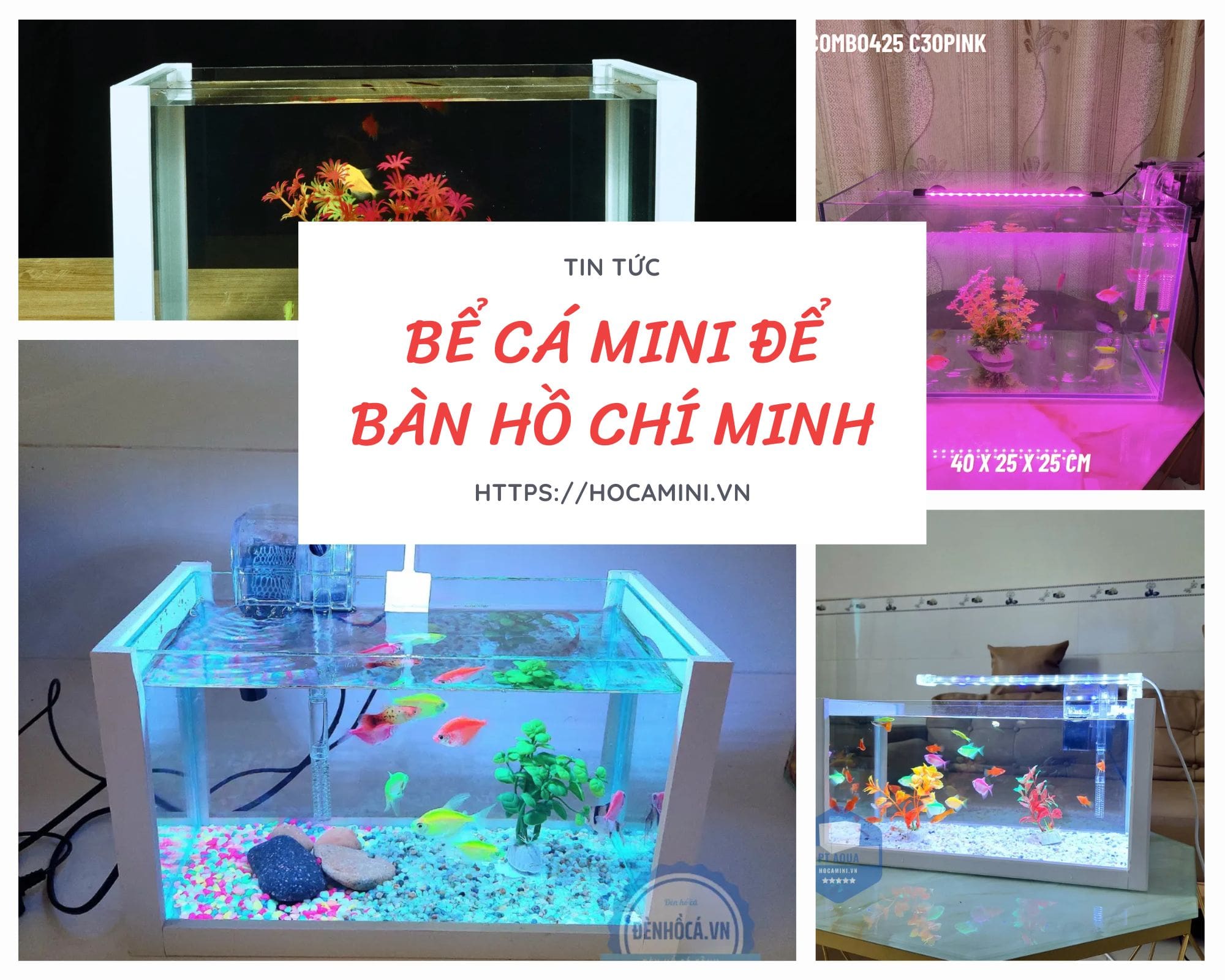 Địa chỉ mua bể cá cảnh online TPHCM