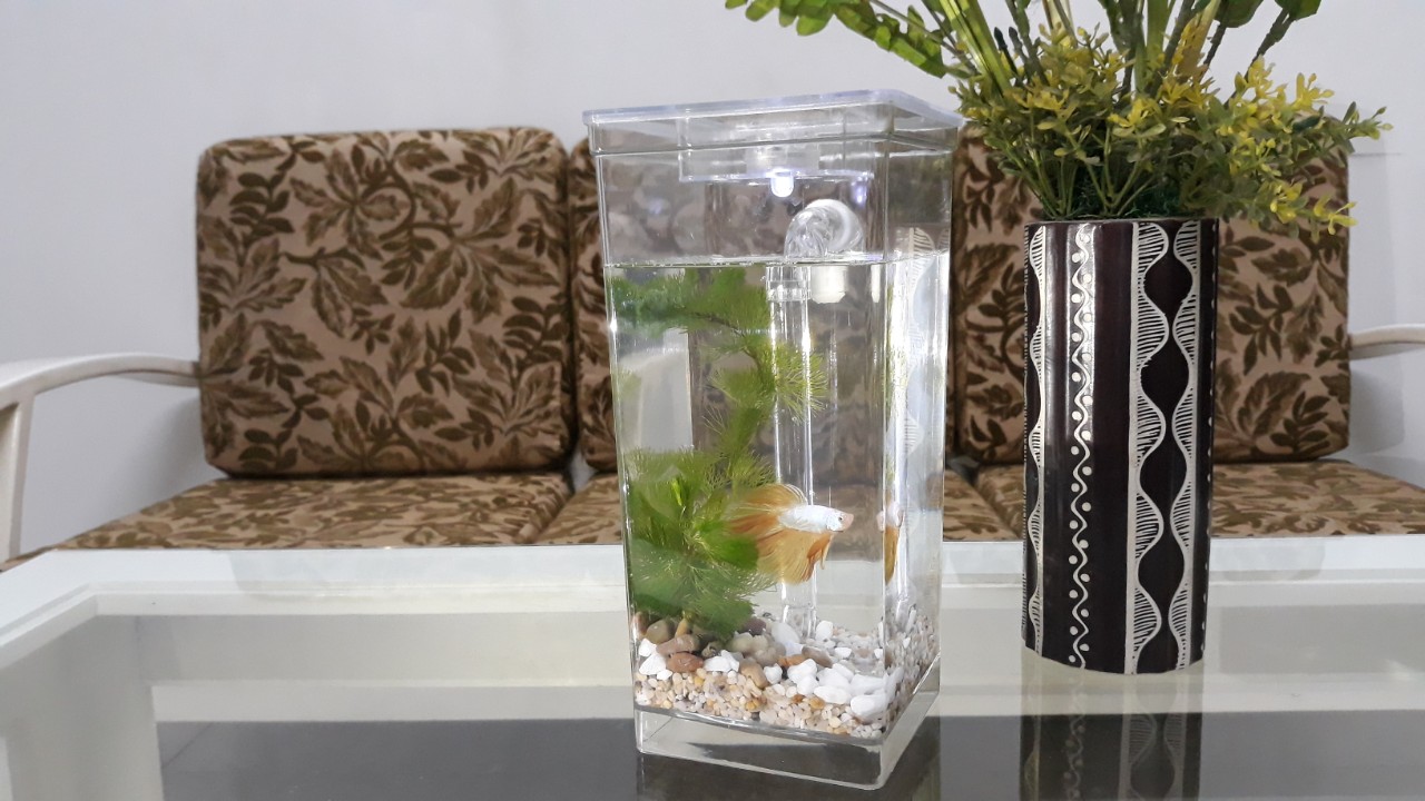 Bể cá cảnh mini thay nước dễ dàng