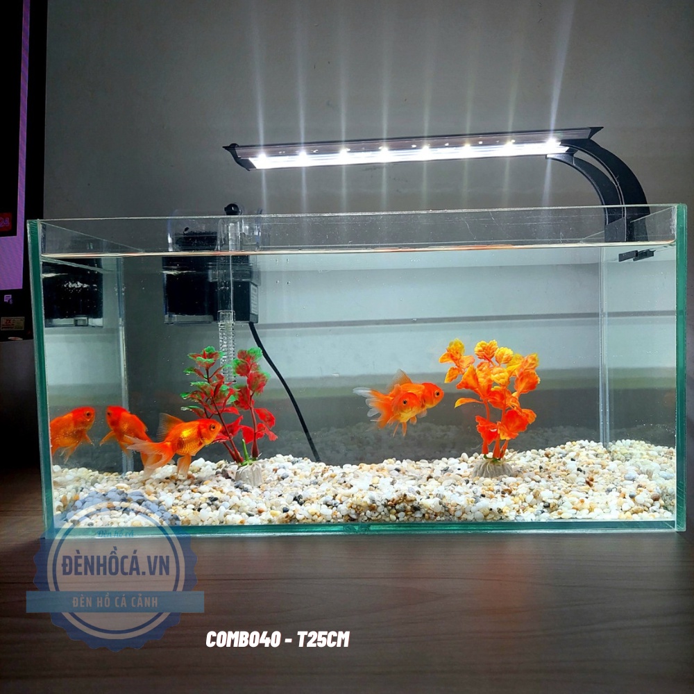 Ngồi văn phòng nên chọn bể cá mini nào