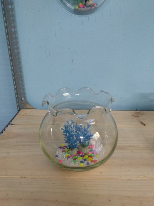 Bể cá mini giá dưới 500 ngàn