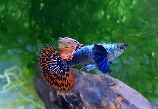 Cá cảnh nước ngọt nhỏ