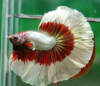 Dụng cụ ép cá Betta