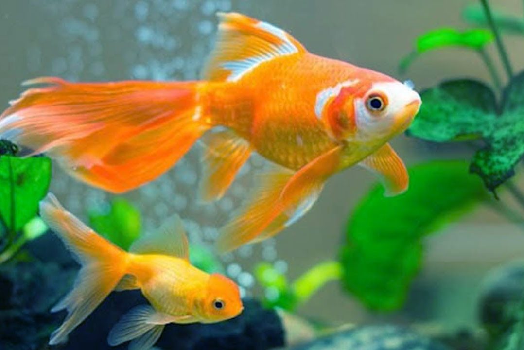 Nuôi cá vàng nên nuôi chẵn hay lẻ