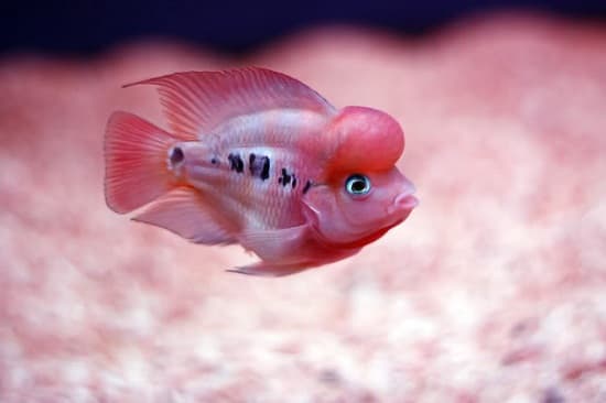 Cách chọn giống cá la hán con