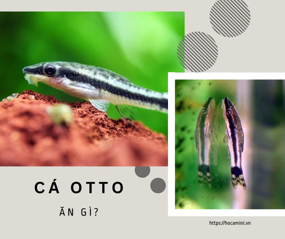 Cá otto ăn gì