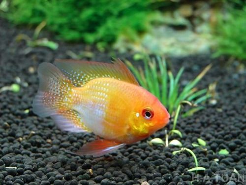 Cá cảnh nước ngọt nhỏ
