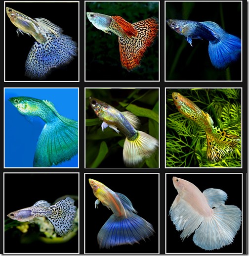 800.000+ ảnh đẹp nhất về Hình Nền Cá Bảy Màu · Tải xuống miễn phí 100% · Ảnh  có sẵn của Pexels