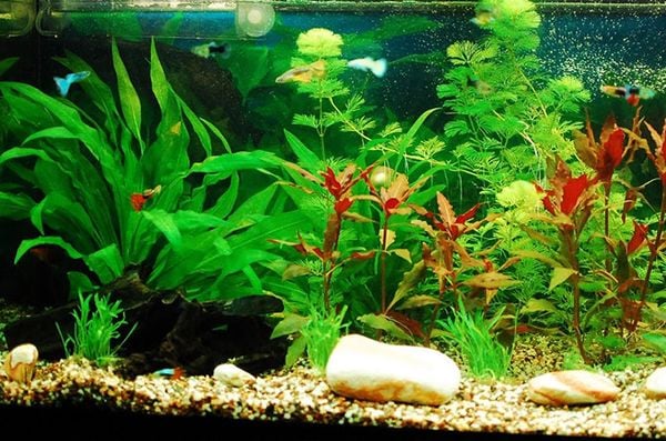 Vi sinh trong bể cá bị chết