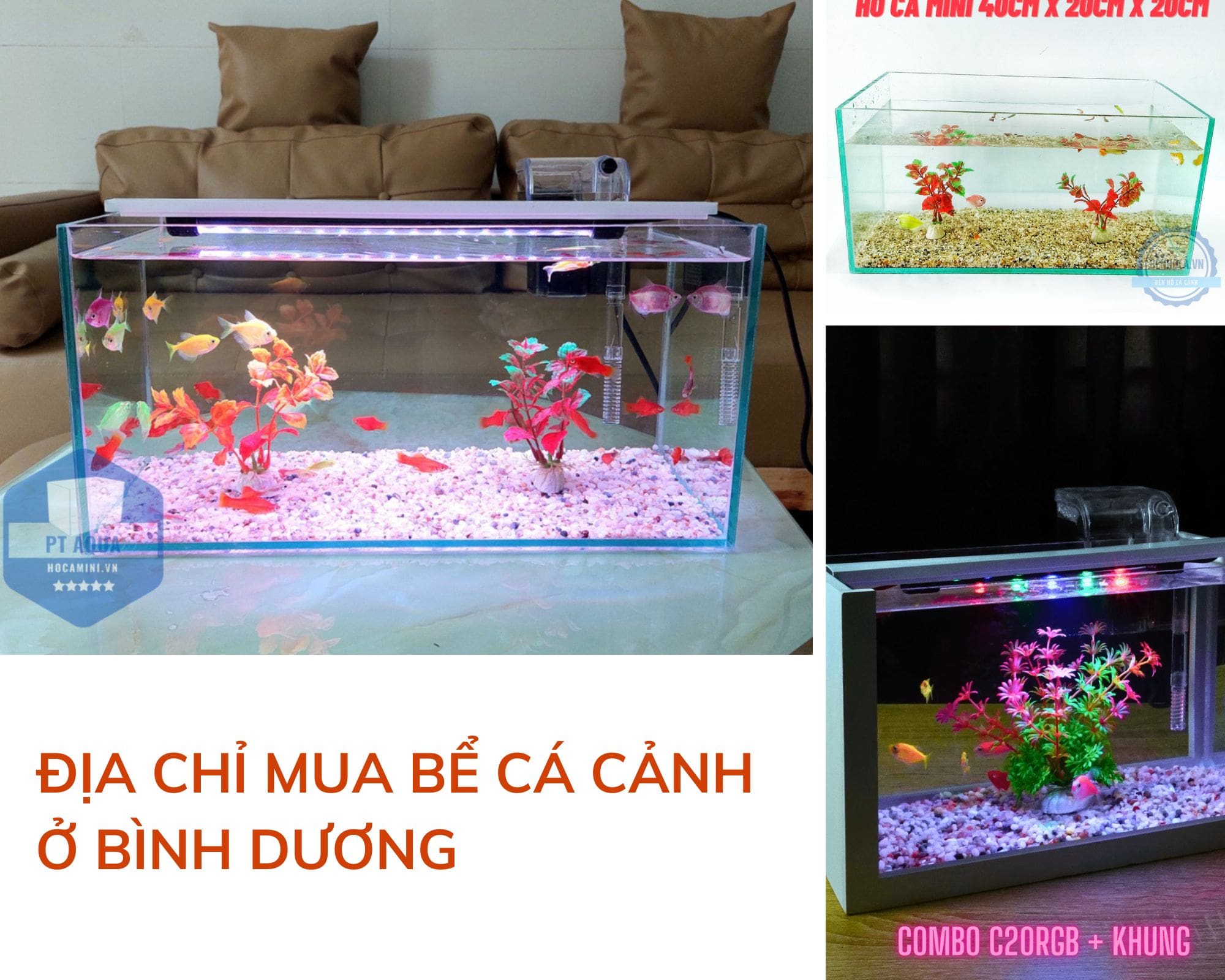 Mua bể cá cảnh ở bình dương