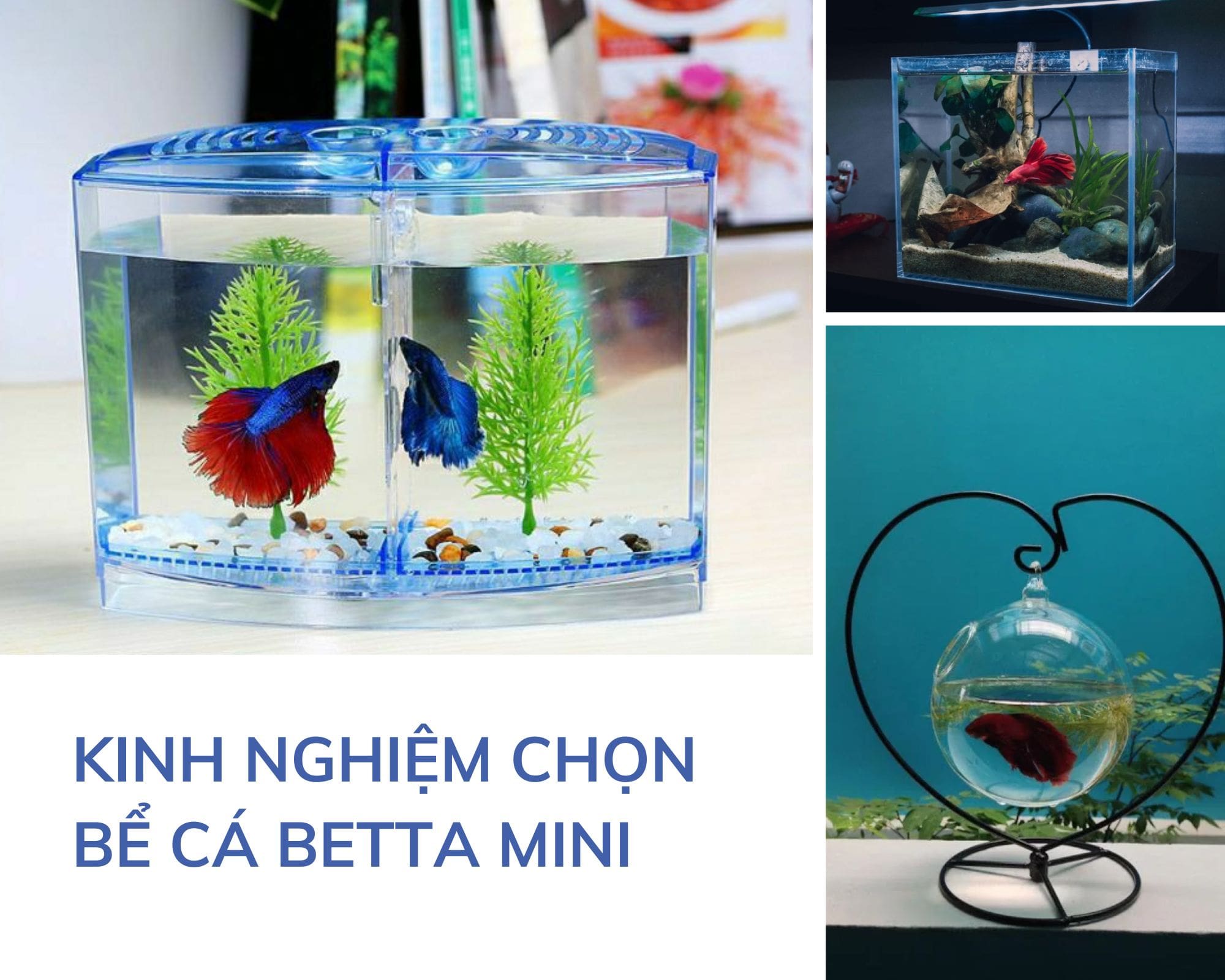 Bể cá betta mini