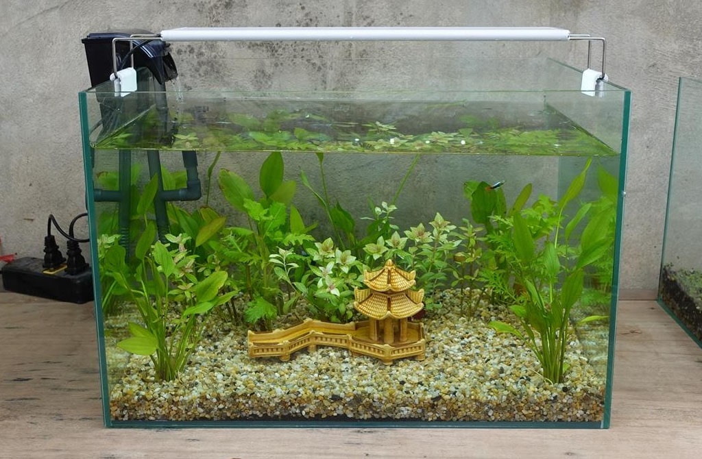 Bể cá mini có cần lọc nước không