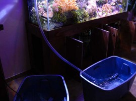 Bao lâu mới nên thay nước hồ cá