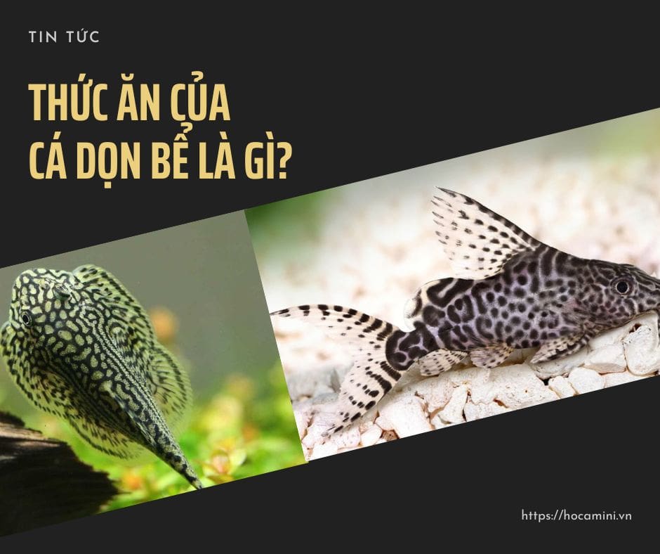 Thức ăn của cá dọn bể là gì