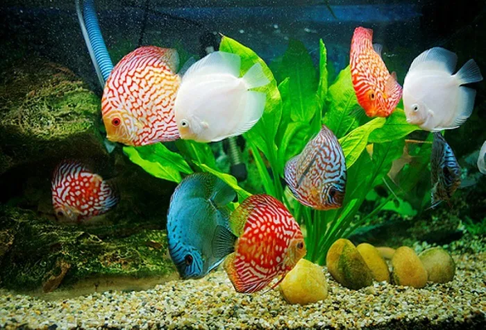 Bể Thủy Sinh Là Gì? Bể Thủy Sinh Bao Lâu Thì Thả Cá?