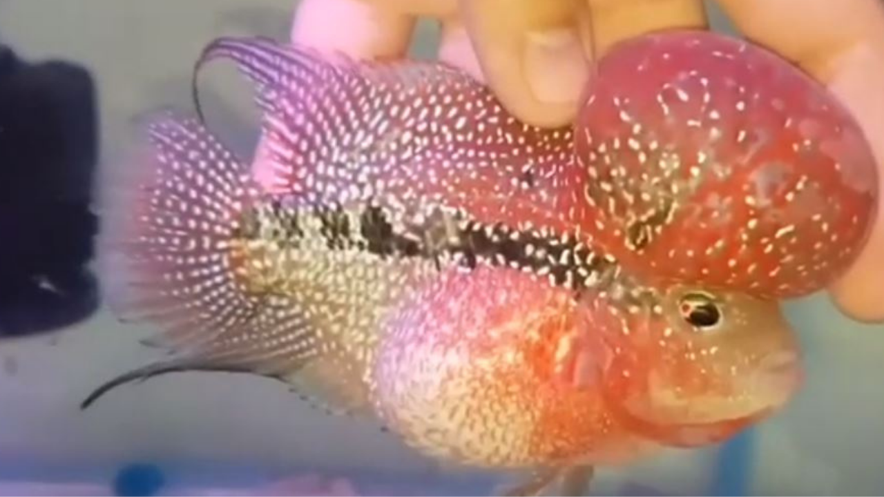 Các bệnh thường gặp ở cá la hán