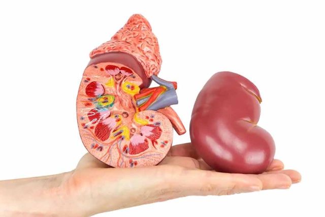 Nguyên nhân gây hại cho thận Nguyên nhân gây hại cho thận