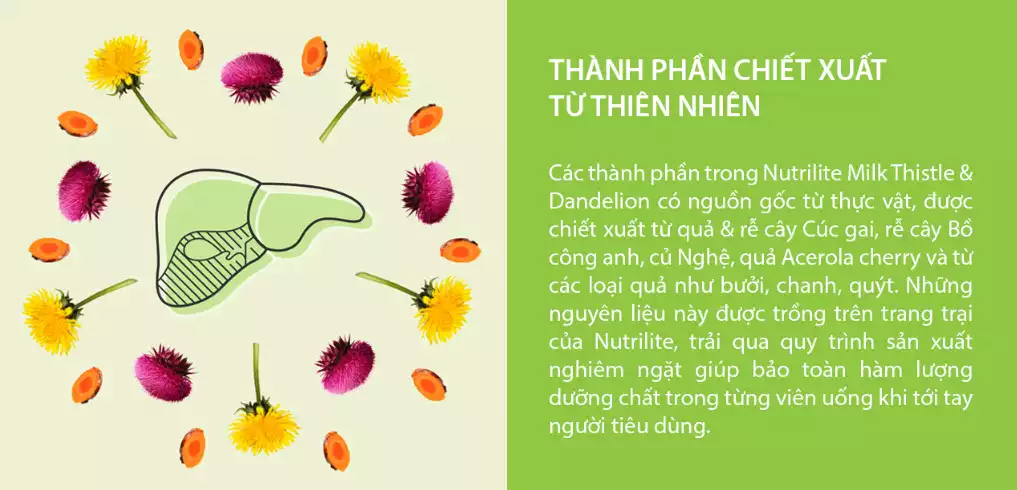 Nutrilite Milk Thistle & Dandelion Chiết xuất từ quả và rễ của cây cúc gai