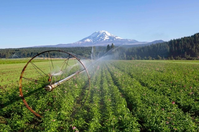 Trên những trang trại hữu cơ của Nutrilite bạt ngàn ở Trout Lake