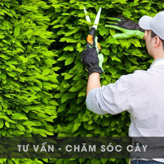 TƯ VẤN - CHĂM SÓC CÂY