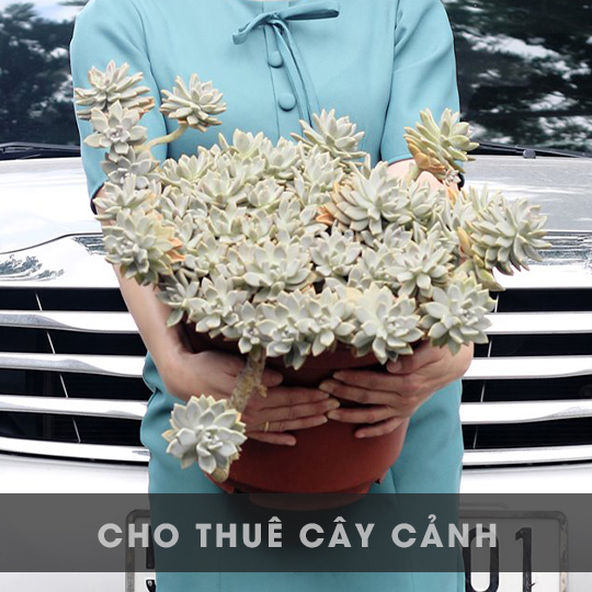 CHO THUÊ CÂY NỘI - NGOẠI THẤT