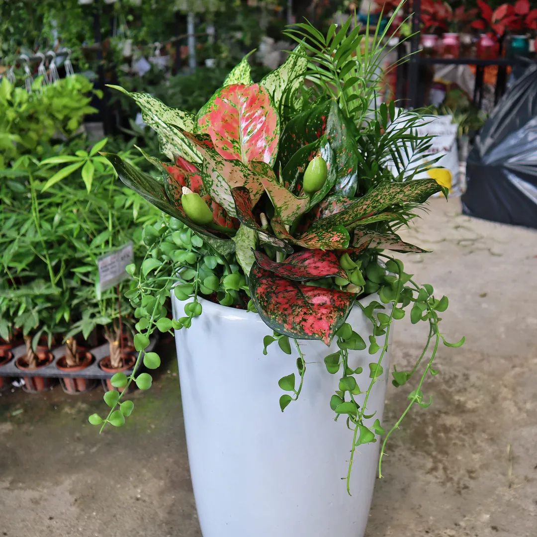 Set Cây Đuôi Công, Vạn Lộc, Ngọc Ngân, Đô La, cau Tiểu Trâm